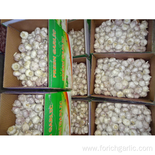 Normal White Garlic High Quality Crop 2019